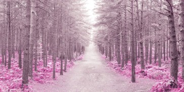 Assaf Frank - Pathway through Autumn forest, FTBR 1844