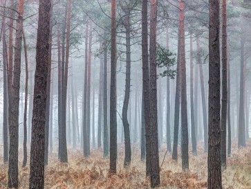 Assaf Frank - Misty forest with tall trees