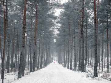 Assaf Frank - Pathway through snowy forest, FTBR-1912