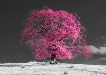 Assaf Frank - Tree on a hill-pink