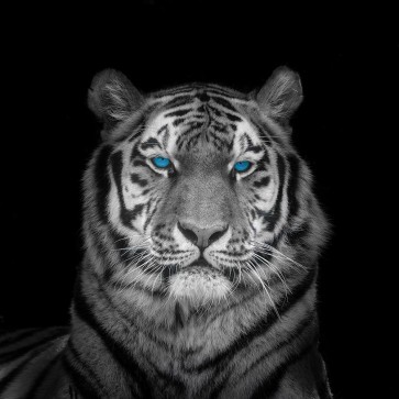 Assaf Frank - Blue eyes tiger face