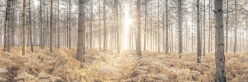 Assaf Frank - Sunrays through forest trees