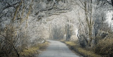 Assaf Frank - Frosted road through forest