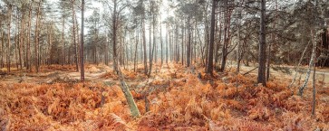 Assaf Frank - Autumn forest
