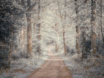 Assaf Frank - Pathway through forest