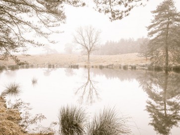 Assaf Frank - Misty trees around a lake