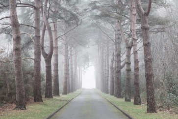 Assaf Frank - Road through mystic forest