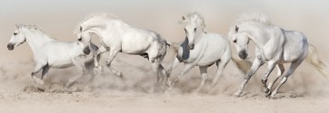Jocelyn Borivoj - Horse - White Herd Run In Desert  