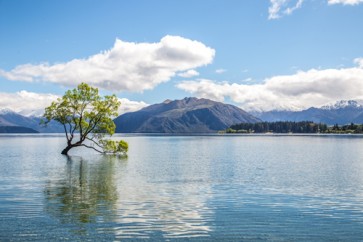 The Wanaka Tree - New Zealand  