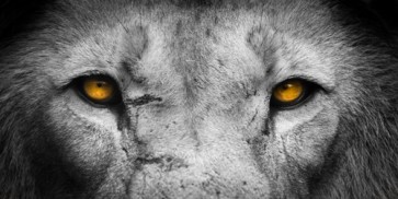Rubab Ion - Golden Eyes Lion Face  