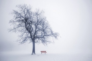 Robert Greeny - Neela Park - Winter Tree in Fog  