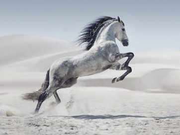 Jocelyn Borivoj - Horse - White On White 