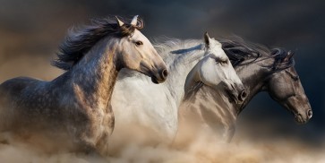 Edith Leanne - Horses - Run Gallop In Desert  