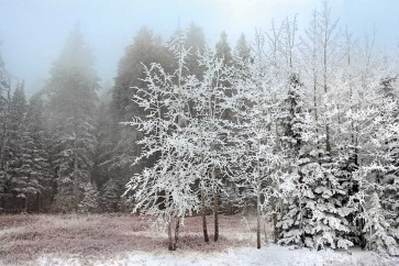 Mike Jones - Frosty Morning 