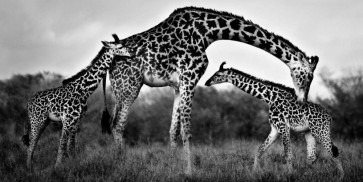 Xavier Ortega - Giraffe Family