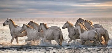 Xavier Ortega - Running Horses 