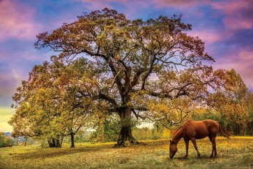 Celebrate Life Gallery - Under The Old Oak Tree