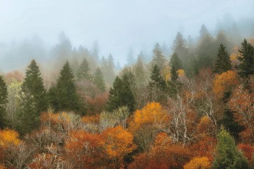 D. Burt - Autumn Mountain