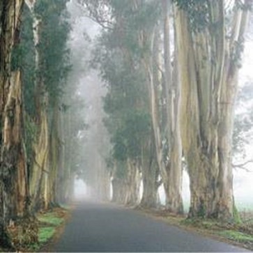Loren Soderberg - Eucalyptus Tree