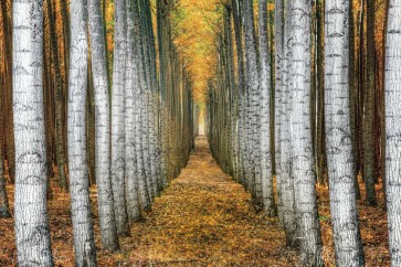 Michael Cahill - Tree Farm 