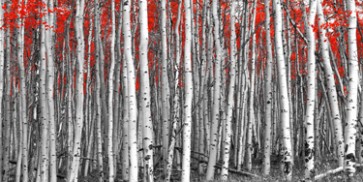 Mara Shinju - Red Leaves In A Black And White Forest  