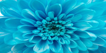 Amanda Raynold - Blue Chrysanthemum  