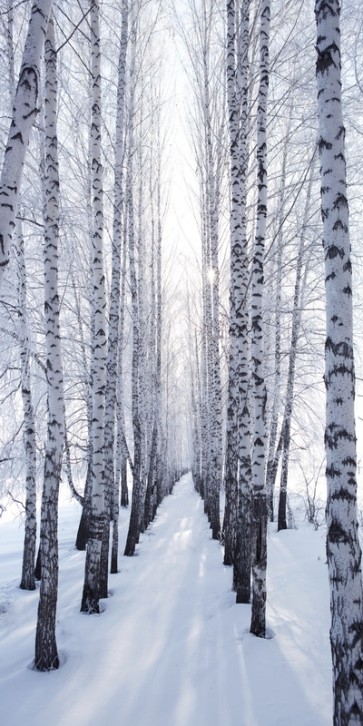 Neela Park - Birch trunks in Winter  