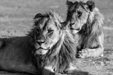 Felicia Roy - Lions - Observing  
