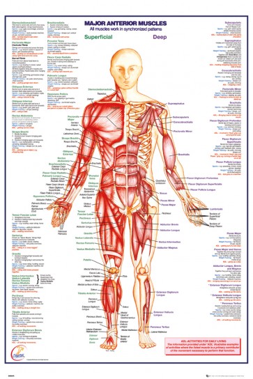 Human Body - Major Anterior Muscles