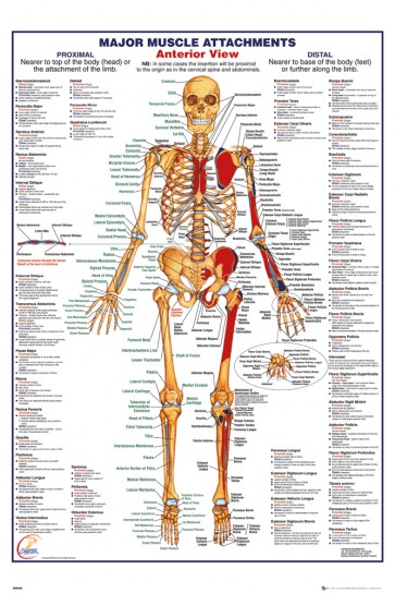 Human Body - Major Muscle Attachments