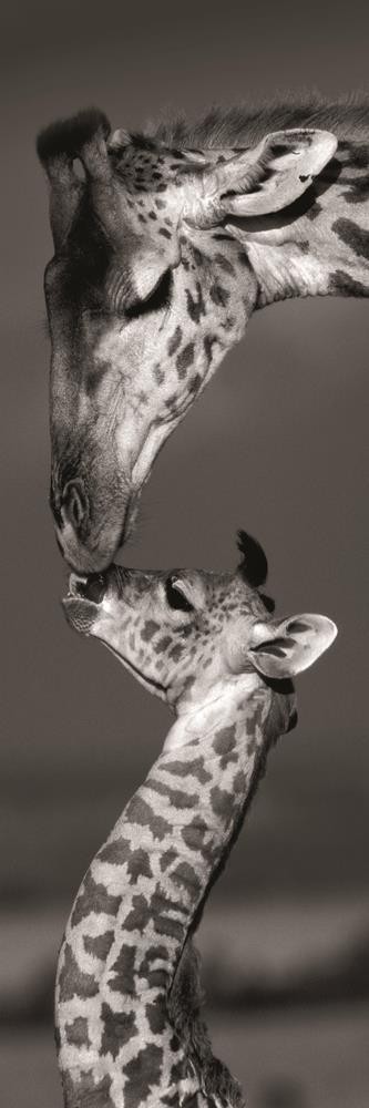 Danita Delimont - Giraffes - Masai Mara