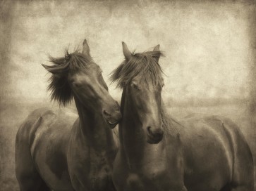 Lars Van de Goor - Horses Don't Whisper