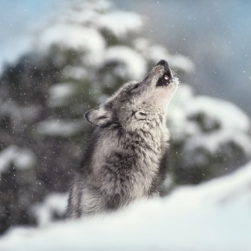Danita Delimont - Wolf - Winter Howl