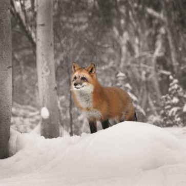 Danita Delimont - Fox - Snowy Sentinel