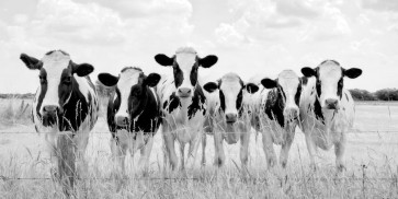 Lars Van de Goor - Cows - Grazing Pasture