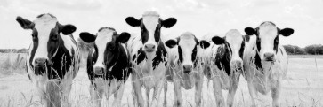 Lars Van de Goor - Cows - Grazing Pasture