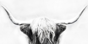 Danita Delimont - Highland Cow - Longhorn