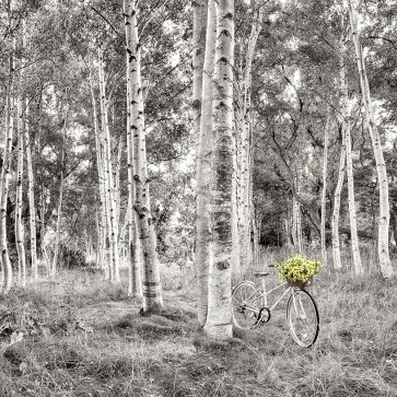 Alan Blaustein - Sunflower Bicycle Ride