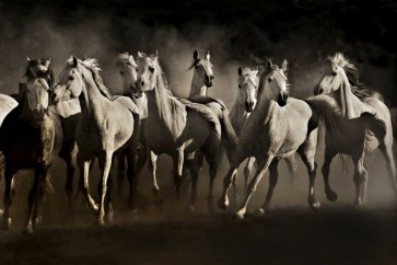 Lisa Dearing - Dream Horses