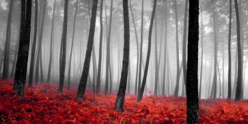 PhotoINC Studio - Autumn Woods