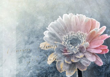 Incado - Winter Flower