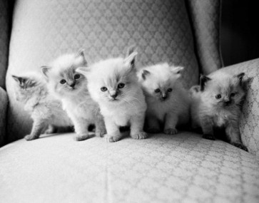 Kim Levin - Five Kittens