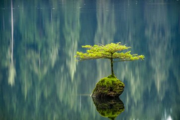 Tim Oldford - Fairy Lake Bonsai