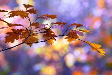 Roeselien Raimond - United Colors of Autumn