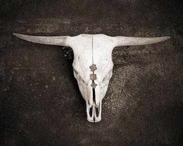 Brooke T. Ryan - Sepia Cattle Skull