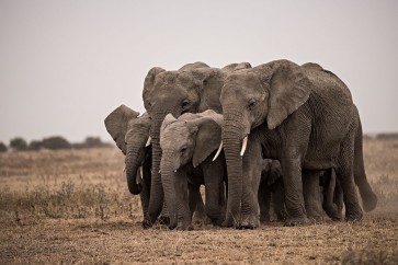 Eddie Soloway - Elephant Family