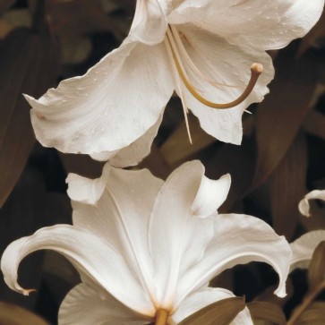 Rebecca Swanson - White Lilies