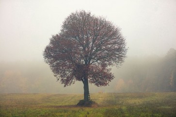 Igor Vitomirov - Tree In The Mist