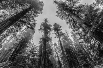 Nature Magick - Sequoia Tree Forest Sky Black and White