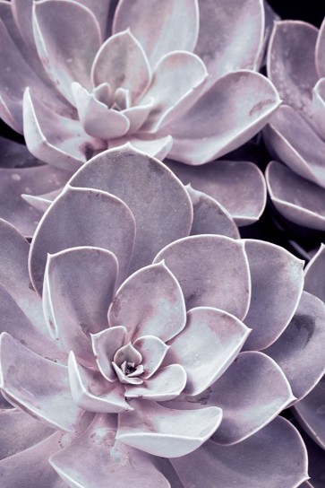 Judy Stalus - Violet Succulents 